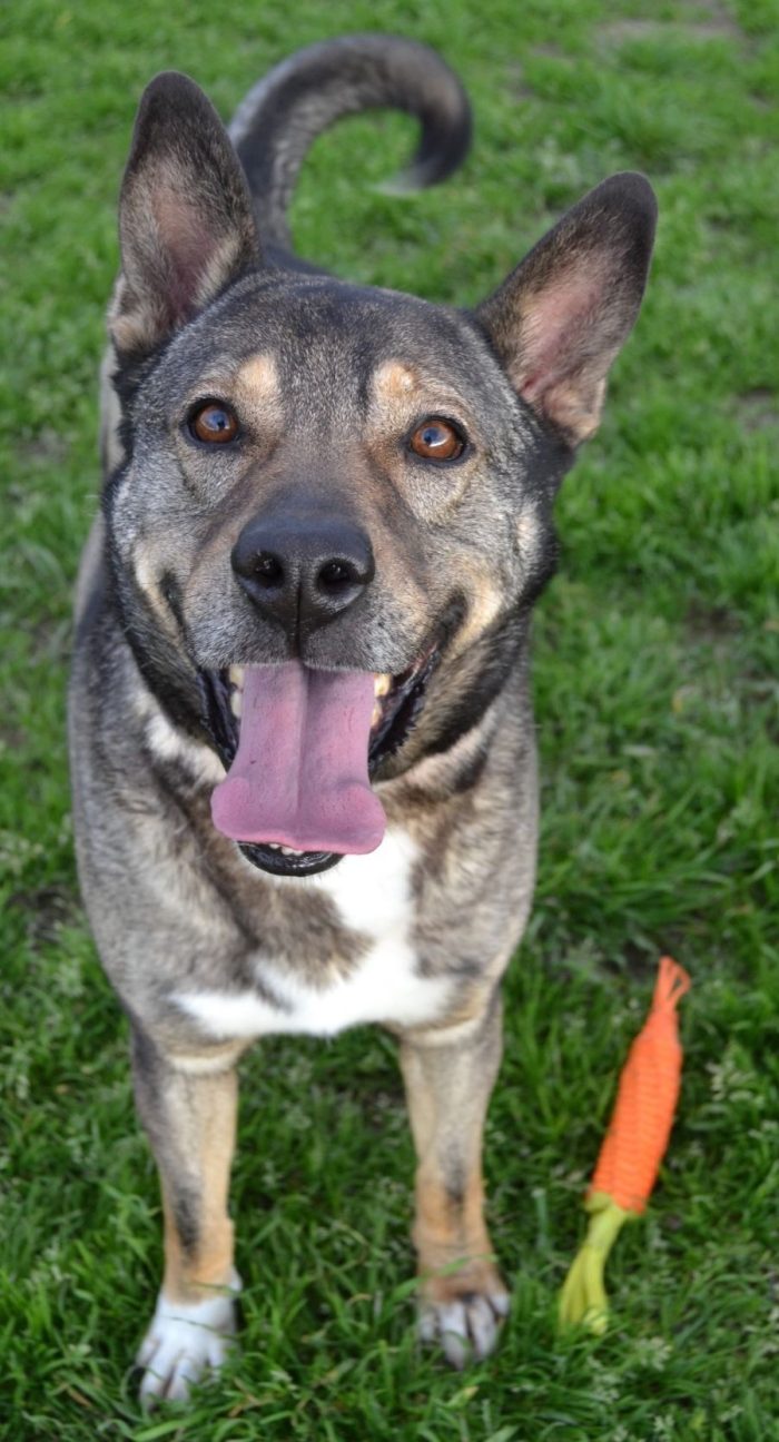 MILAGRO, cane buonissimo, abbandono estivo - media 6