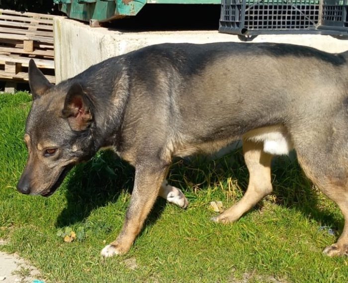 MILAGRO, cane buonissimo, abbandono estivo - media 4