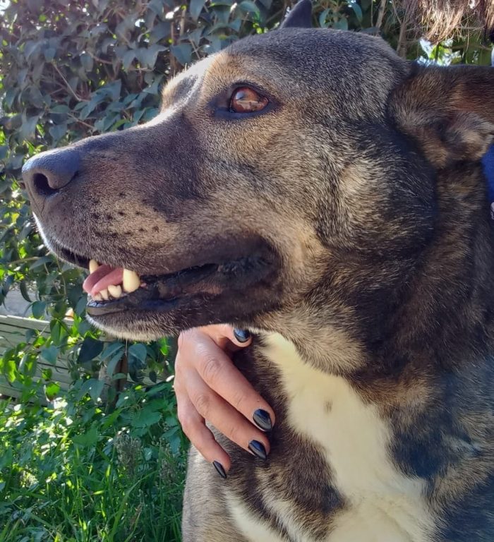 MILAGRO, cane buonissimo, abbandono estivo