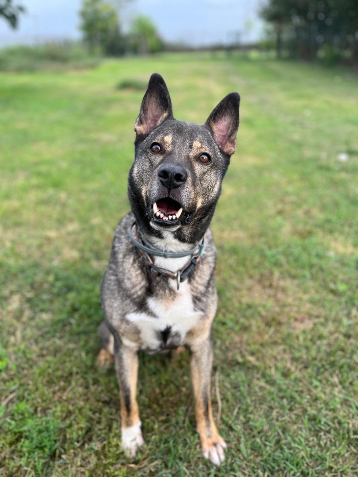 MILAGRO, cane buonissimo, abbandono estivo - media 7