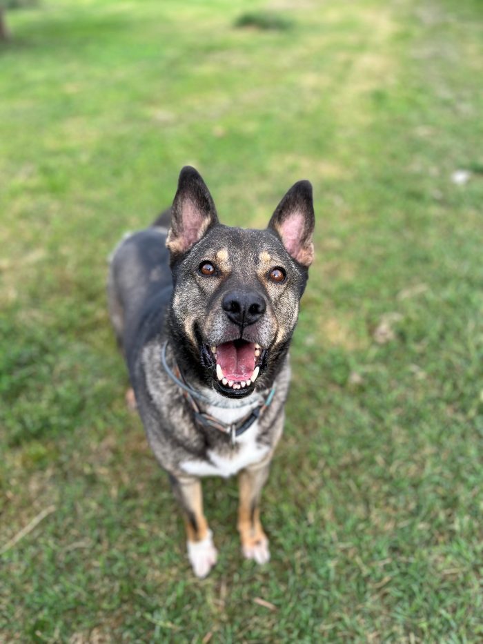 MILAGRO, cane buonissimo, abbandono estivo - media 8