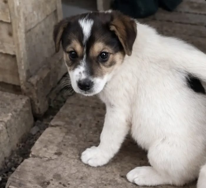 Kia! (25kg-2 mesi)