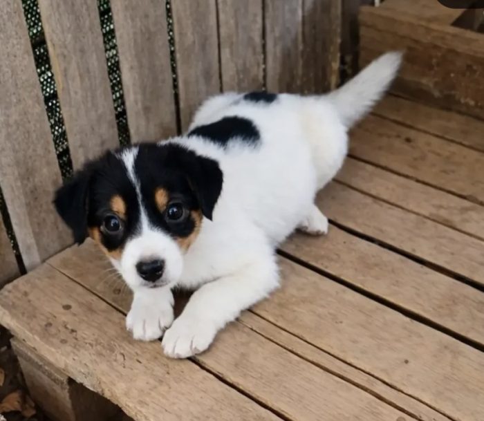 Tom! (25kg-2mesi)