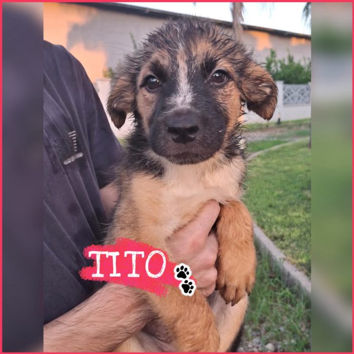 Un desiderio per Tito..una famiglia