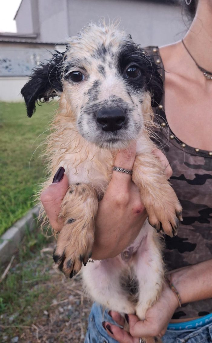 Romolo vuole conquistare il tuo cuore
