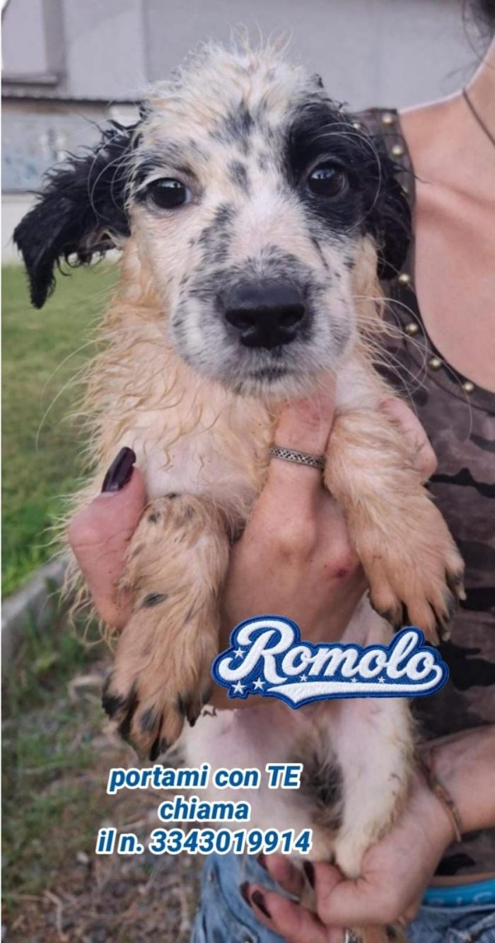 Romolo, abbandonato, ma con la voglia di amare