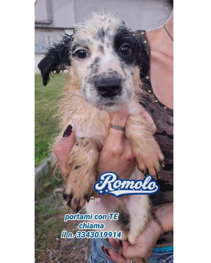 Romolo, abbandonato, ma con la voglia di amare - media 4