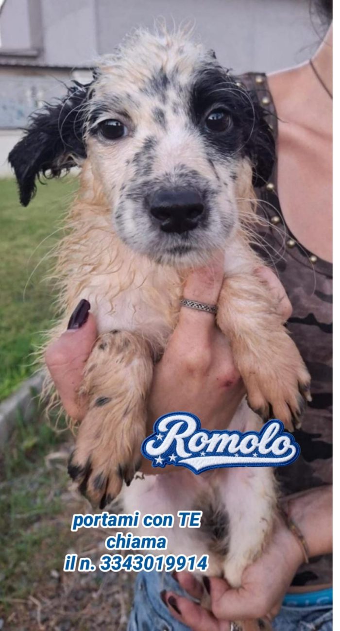 Romolo, abbandonato, ma con la voglia di amare - media 5