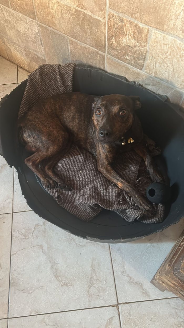 Syson mix Pinscher tigratino 4anni kg12/13 RIMASTO.SOLO! HELP CASERTA