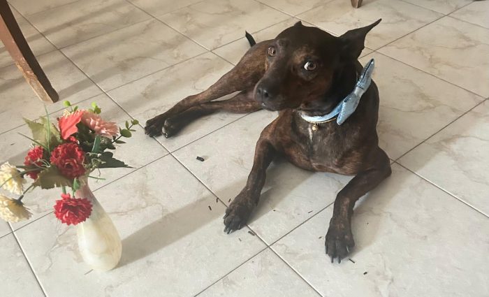 Syson mix Pinscher tigratino 4anni kg12/13 RIMASTO.SOLO! HELP CASERTA
