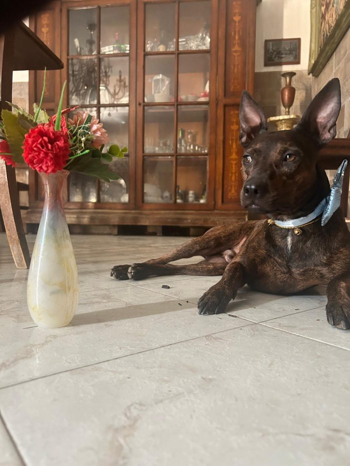 Syson mix Pinscher tigratino 4anni kg12/13 RIMASTO.SOLO! HELP CASERTA