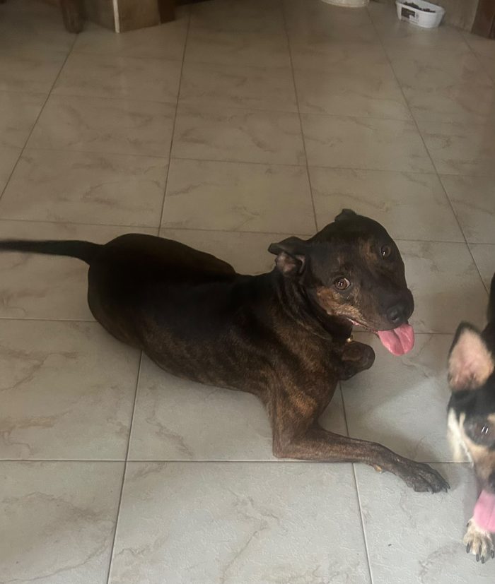 Syson mix Pinscher tigratino 4anni kg12/13 RIMASTO.SOLO! HELP CASERTA - media 5