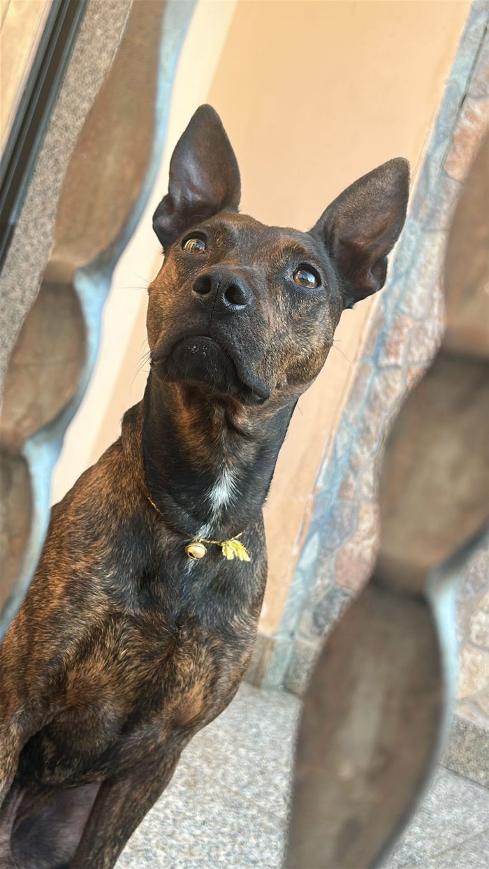 Syson mix Pinscher tigratino 4anni kg12/13 RIMASTO.SOLO! HELP CASERTA - media 6
