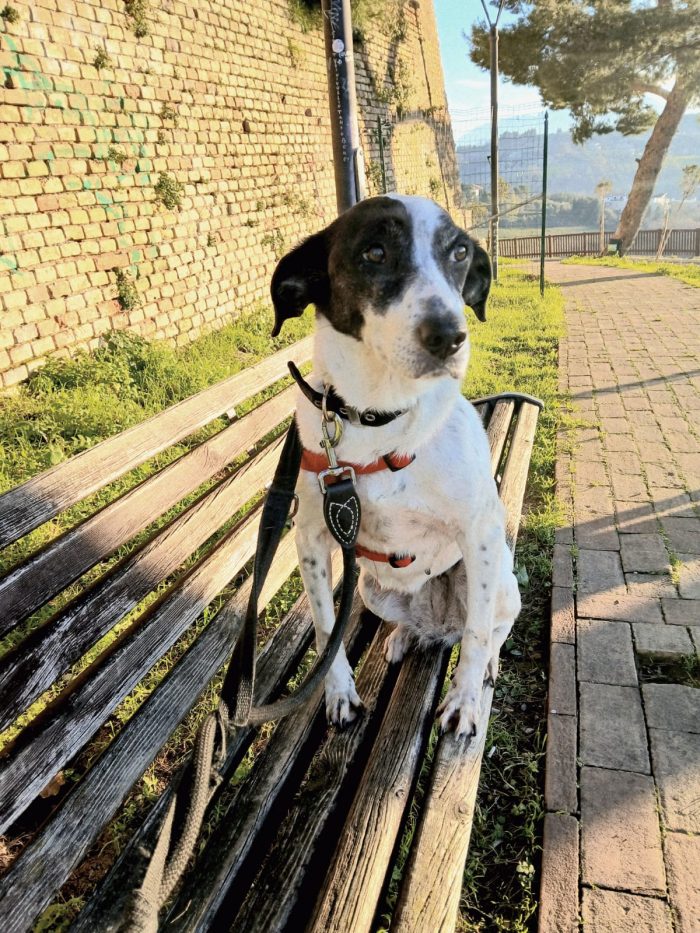 Sally la cagnolina perfetta cerca casa