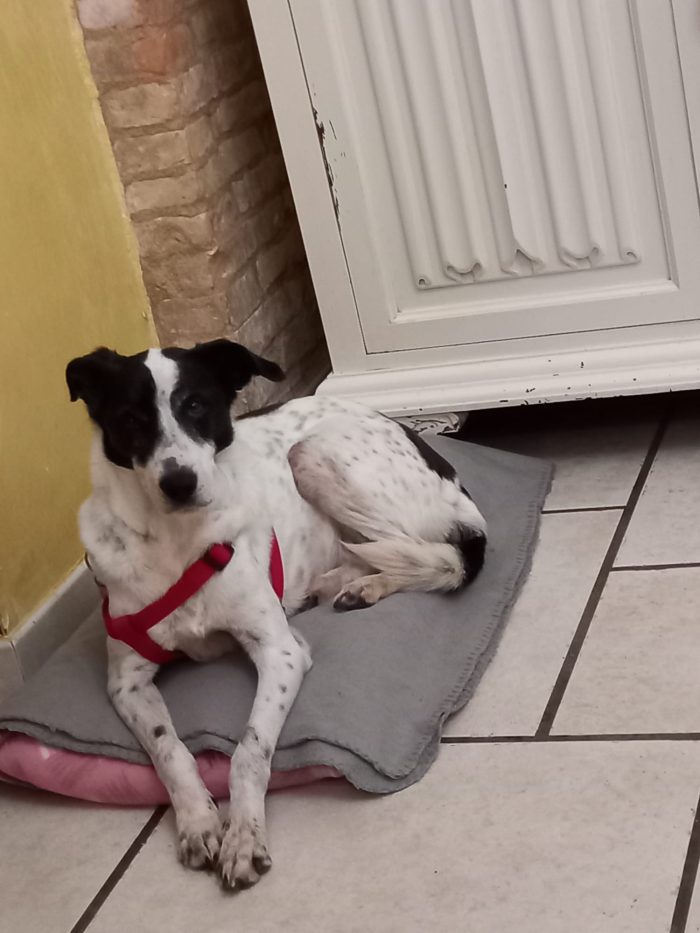 Sally la cagnolina perfetta cerca casa