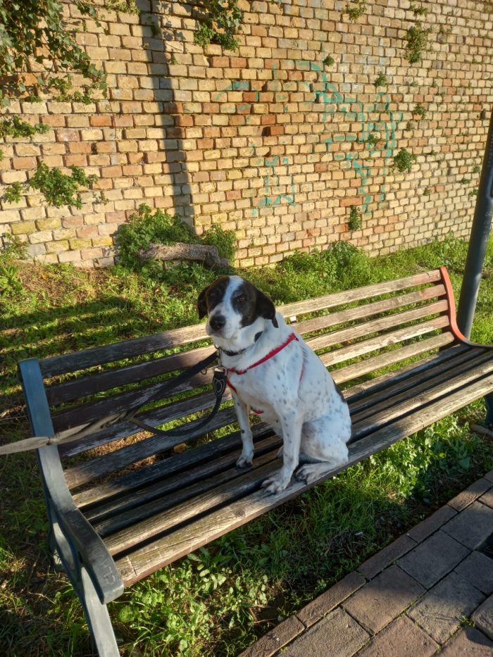 Sally la cagnolina perfetta cerca casa - media 7
