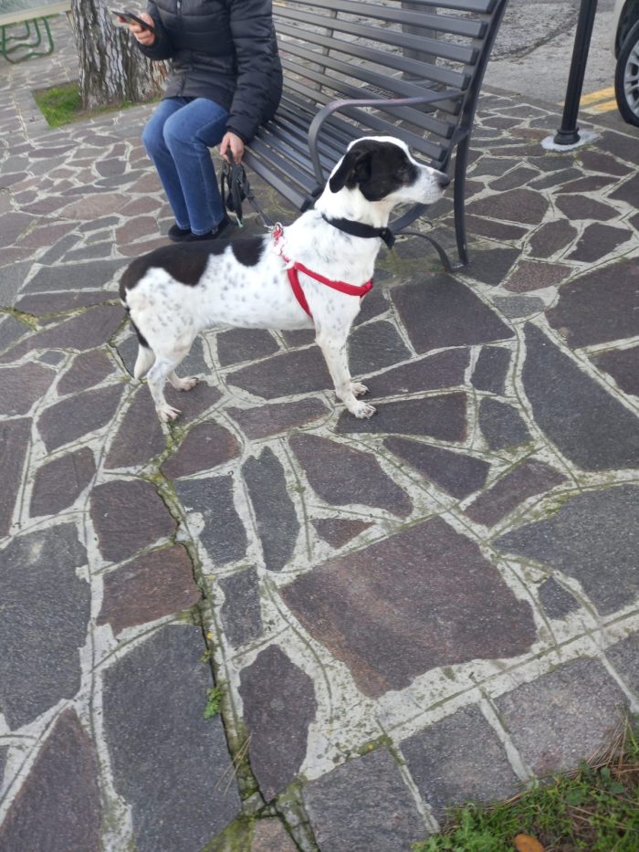 Sally la cagnolina perfetta cerca casa - media 9