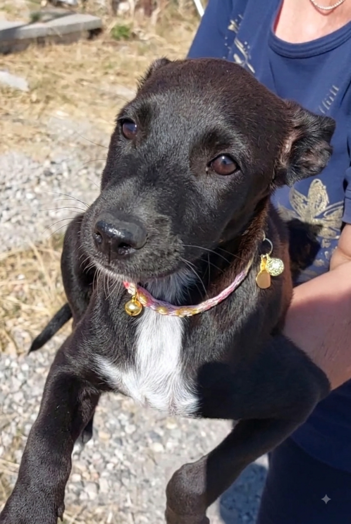 Ebony la cucciolina