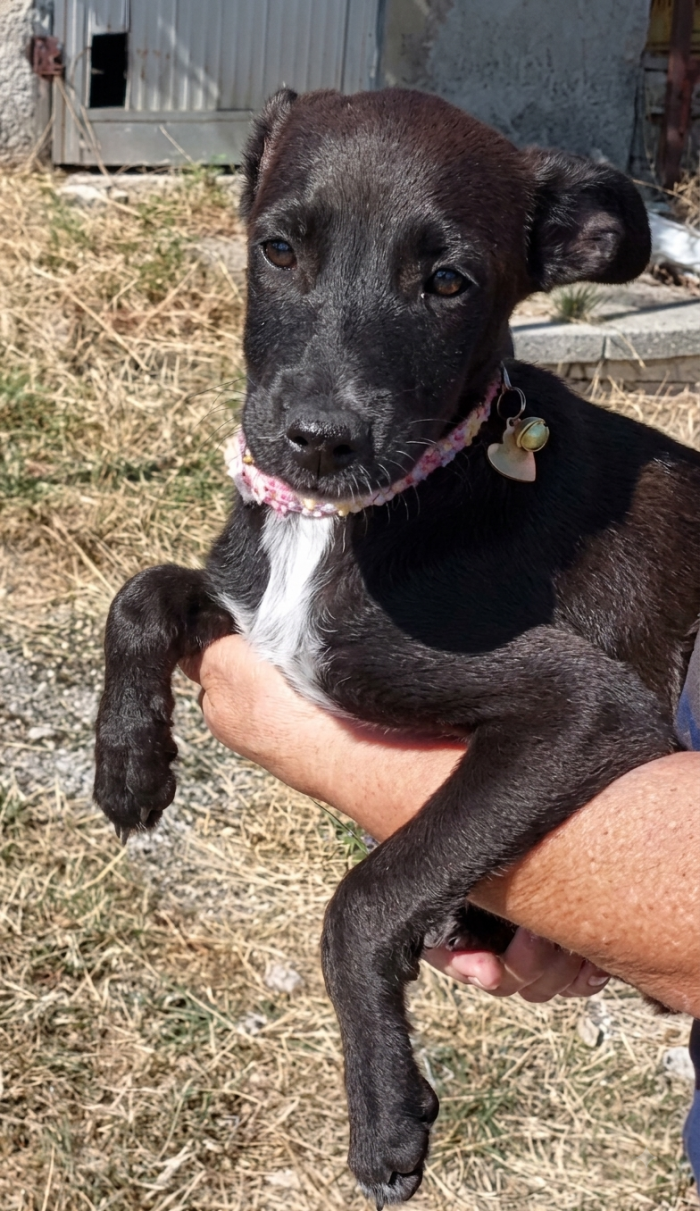 Ebony la cucciolina
