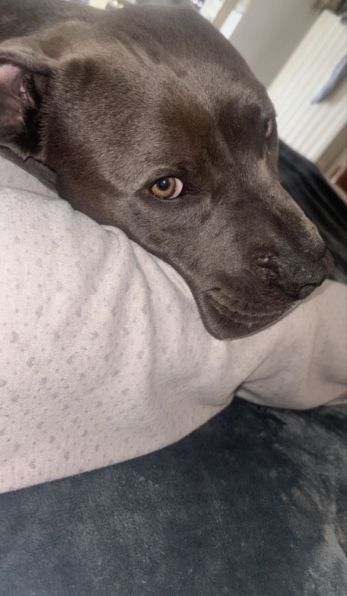 Pitbull, maschio 1 anno e 10 mesi