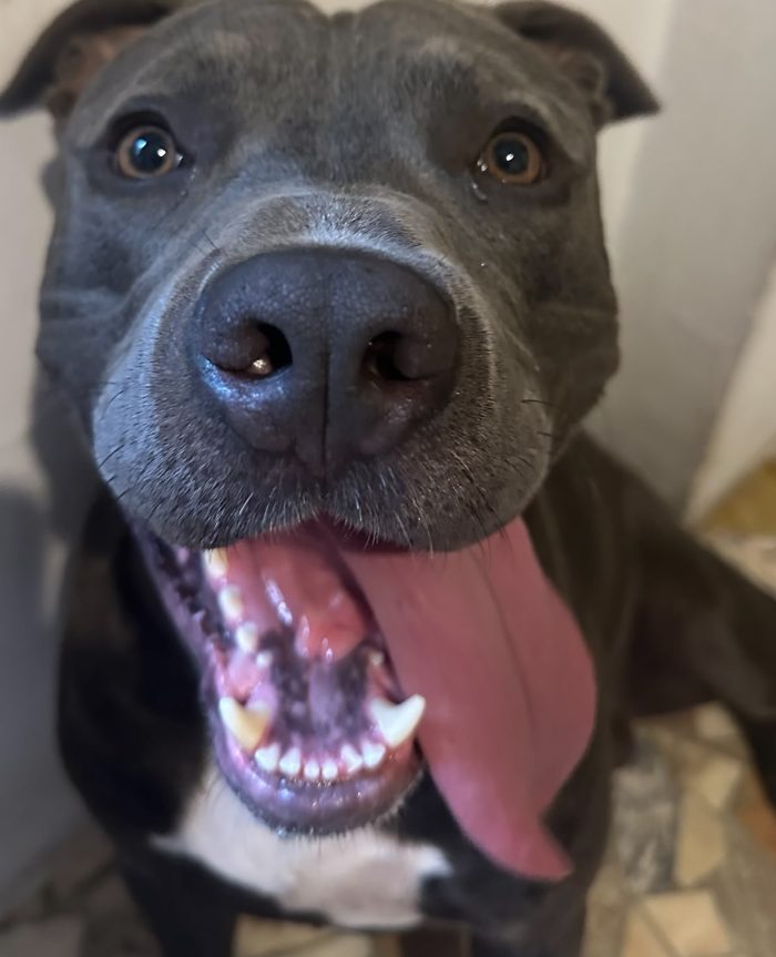Pitbull, maschio 1 anno e 10 mesi
