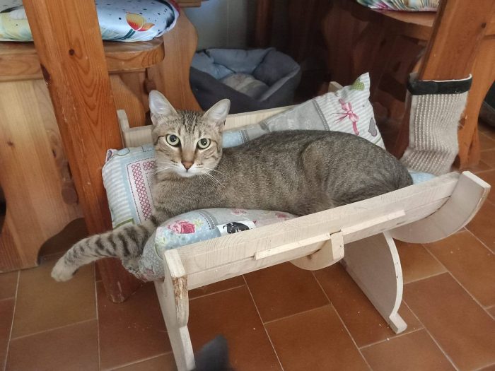 JAMES dolce micio in adozione!