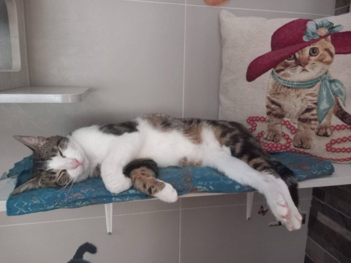 MICKY, tenero micino da adottare! - media 5