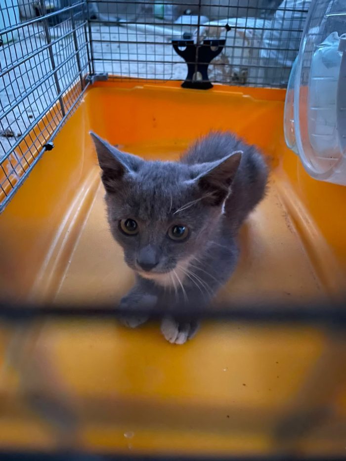 Yuki cerca una casa amorevole