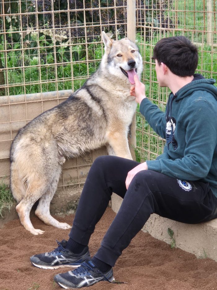 Will lupo cecoslovacco cerca il suo riscatto per sempre