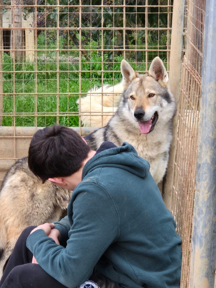 Will lupo cecoslovacco cerca il suo riscatto per sempre