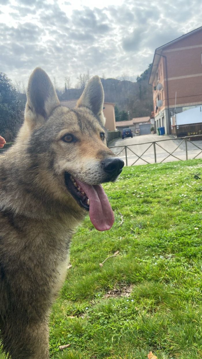 Will lupo cecoslovacco cerca il suo riscatto per sempre