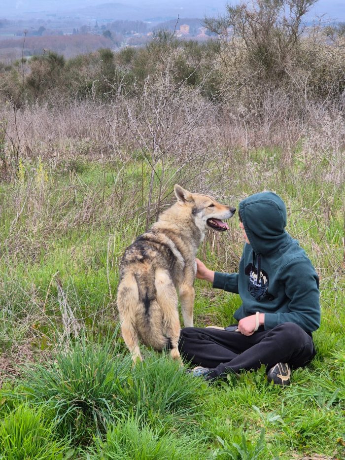 Will lupo cecoslovacco cerca il suo riscatto per sempre - media 4
