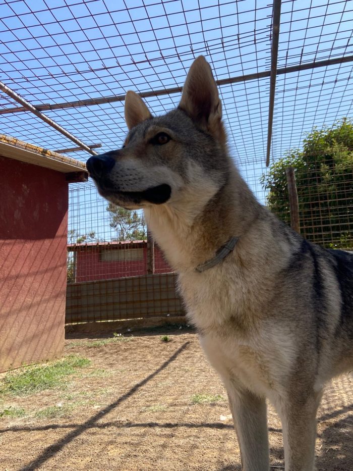 Will lupo cecoslovacco cerca il suo riscatto per sempre - media 5