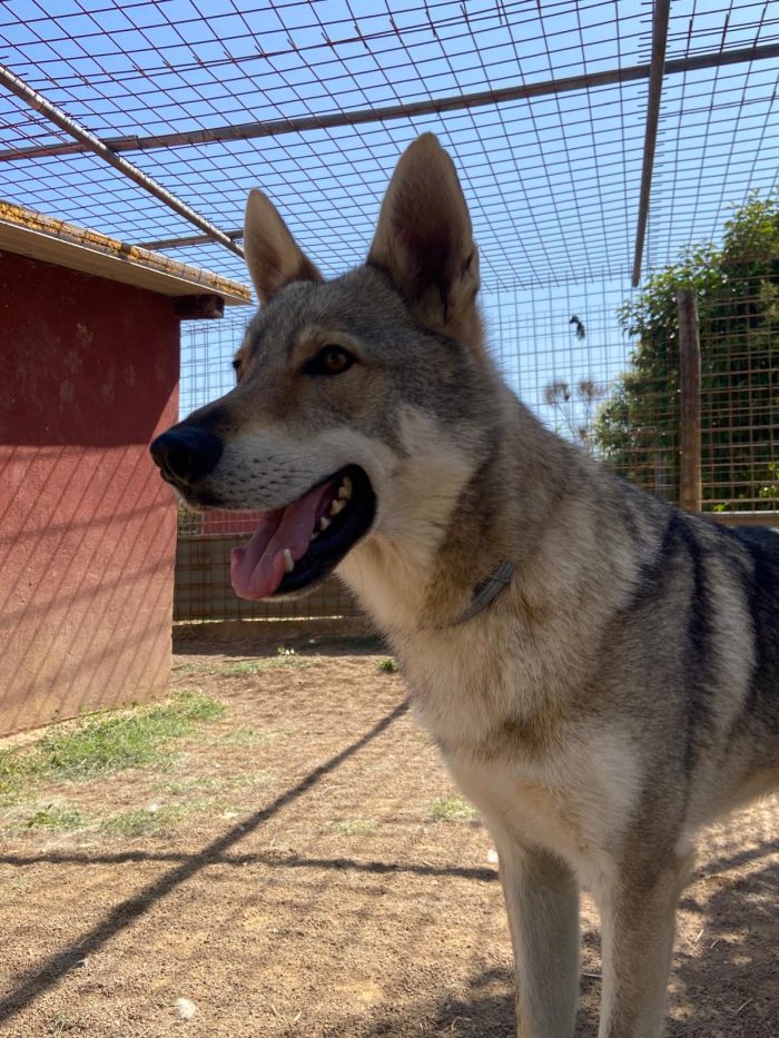 Will lupo cecoslovacco cerca il suo riscatto per sempre - media 7