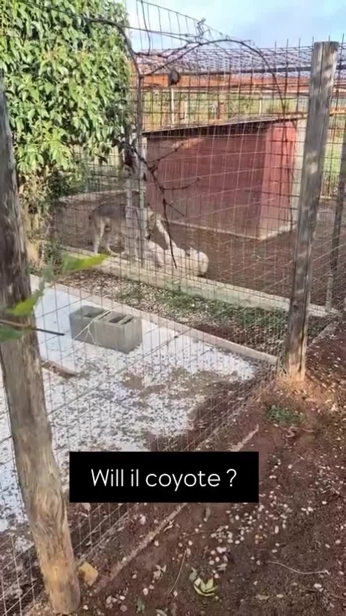 Will lupo cecoslovacco cerca il suo riscatto per sempre - media 8