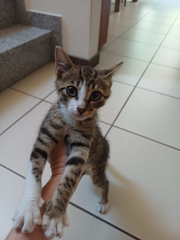 Gattino tenero e giocherellone