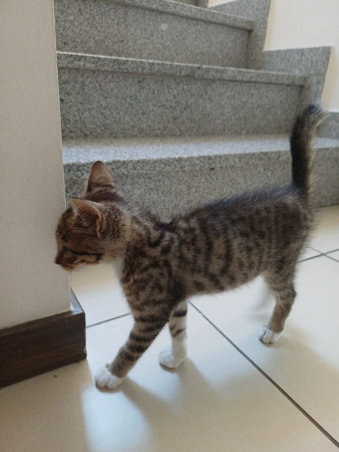Gattino tenero e giocherellone