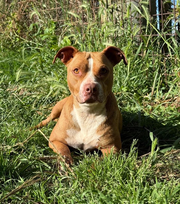 Zoe mix pitbull dolcissima in cerca di amore