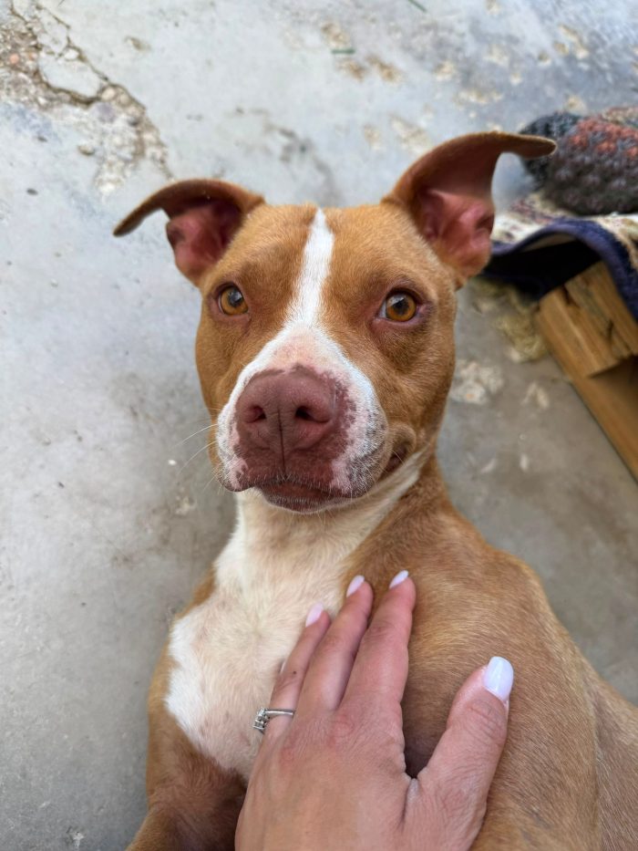 Zoe mix pitbull dolcissima in cerca di amore