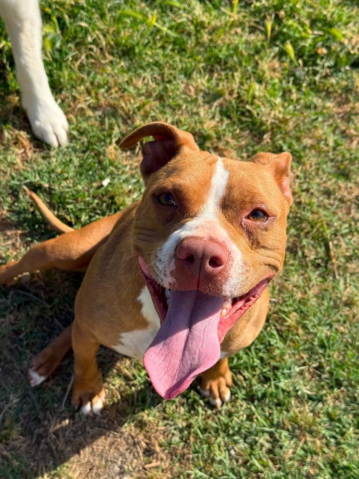 Zoe mix pitbull dolcissima in cerca di amore