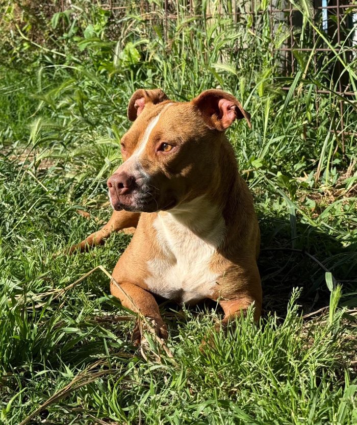 Zoe mix pitbull dolcissima in cerca di amore - media 5