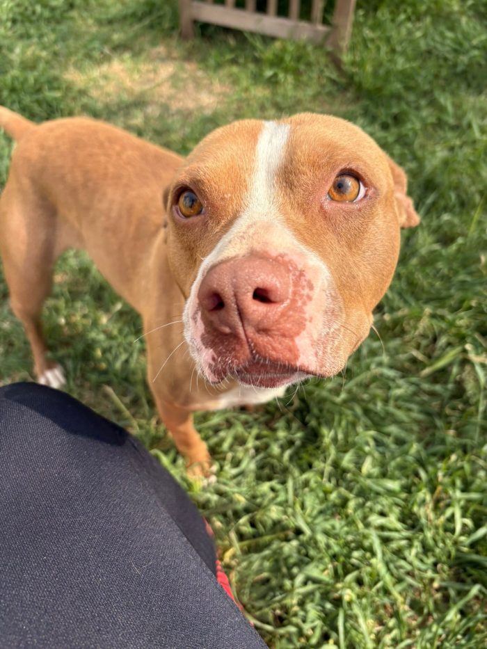 Zoe mix pitbull dolcissima in cerca di amore - media 4