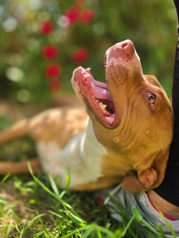 Zoe mix pitbull dolcissima in cerca di amore - media 6