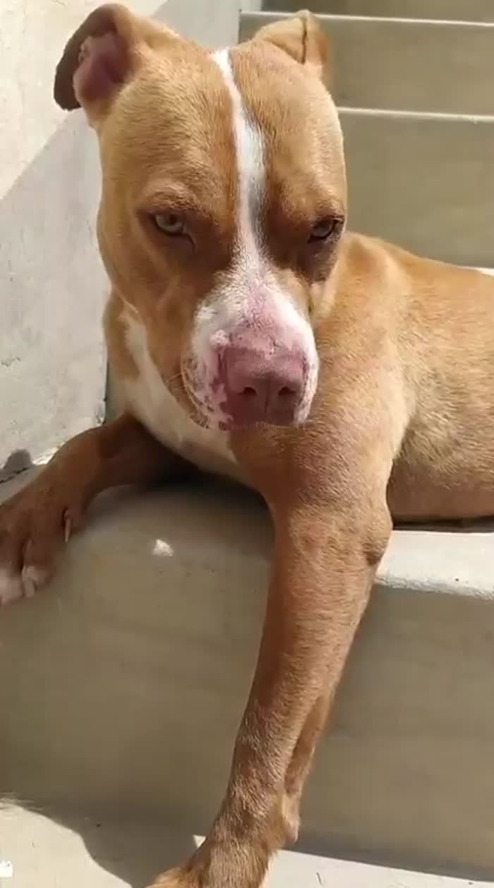 Zoe mix pitbull dolcissima in cerca di amore - media 7