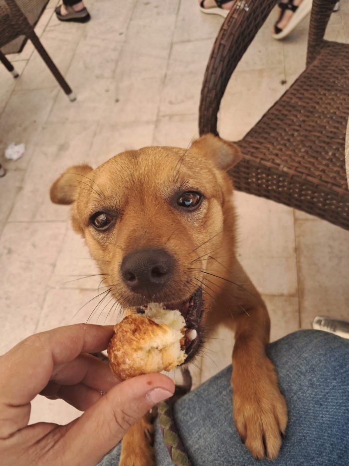 🚨 URGENTE: 8 KG DI DOLCEZZA RISCHIANO IL CANILE O LA STRADA! 🚨