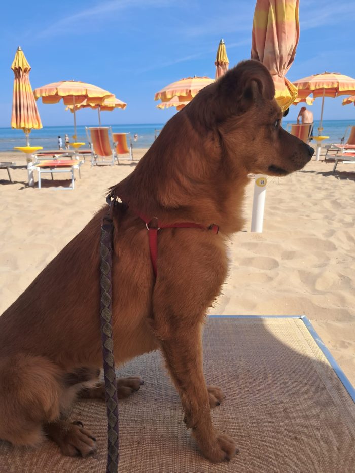 🚨SPRITZ: 8 KG DI DOLCEZZA RISCHIA IL CANILE O LA STRADA! 🚨 - media 4