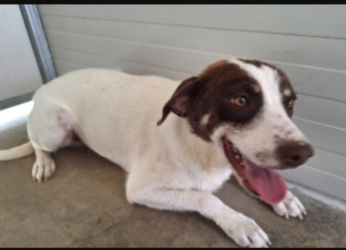 Lillo 3anni mix Segugio entrato cucciolo..nessuno lo ha mai notato! COSENZA