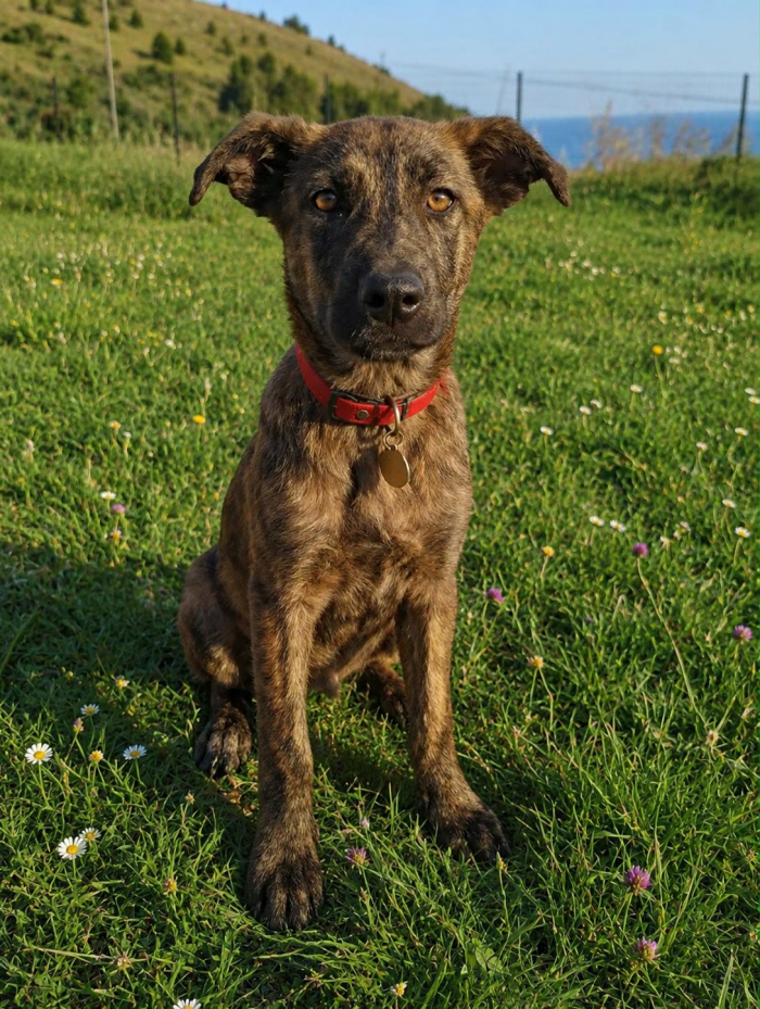 Ginger, cucciolo tigrato