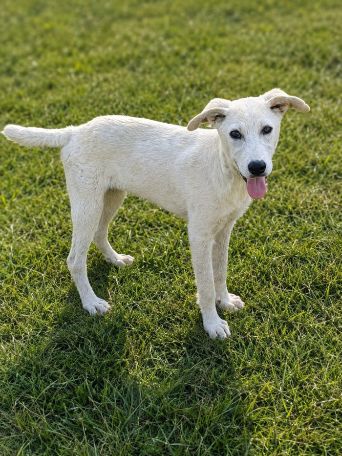 Blondy cucciola di 4 mesi