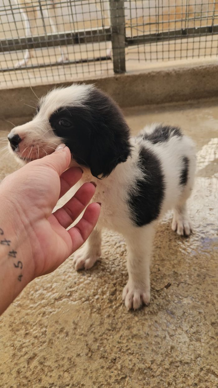 Rino: 2 mesi taglia contenuta - media 4